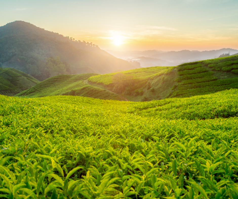 Kerala Tour Packages